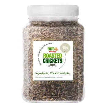 Crickets By The Pound | Plain Unflavored Roasted Crickets