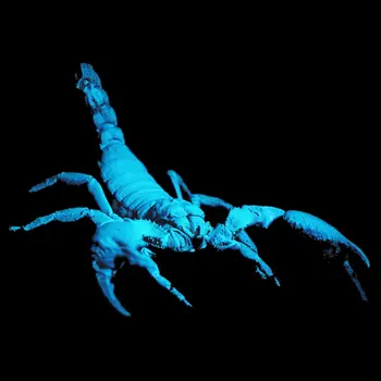 Edible Scorpion 4-Pack