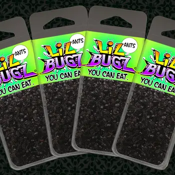 Lil Bugz You Can Eat - Black Ants - 4 Pack