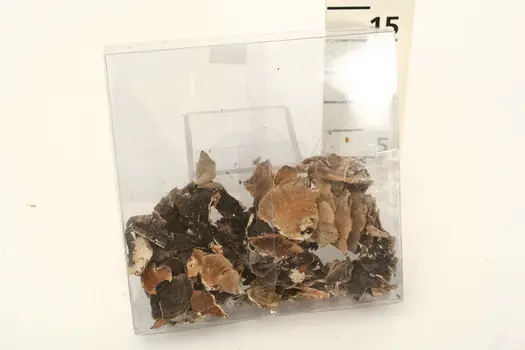 TAPLO MUSHROOM 45G