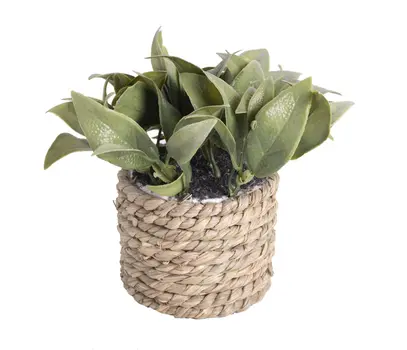 DEK. BUSH GREEN+CORD. 15