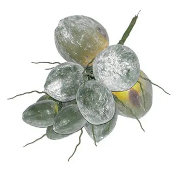 COCONUT