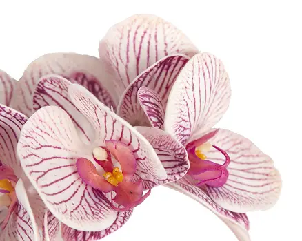 Bespoke pink & cream orchid flower headband by Fillies Collection