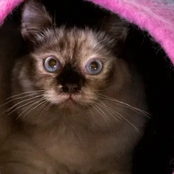 Grey and Pink Cat Cave Bed