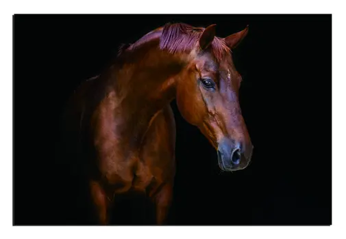 Pensive Mare Unframed Acrylic Wall Art
