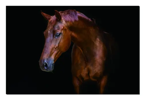 Pensive Mare Unframed Acrylic Wall Art