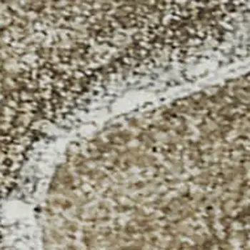 5' X 8' Brown Ivory And Gray Abstract Washable Area Rug With UV Protection