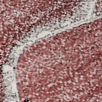 9' X 12' Merlot And Ivory Abstract Washable Area Rug With UV Protection