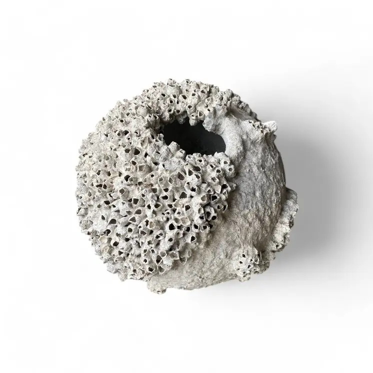 Marine Essence Coral Vase