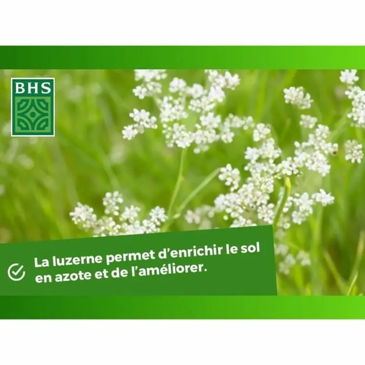 Seeds BHS Luzerne