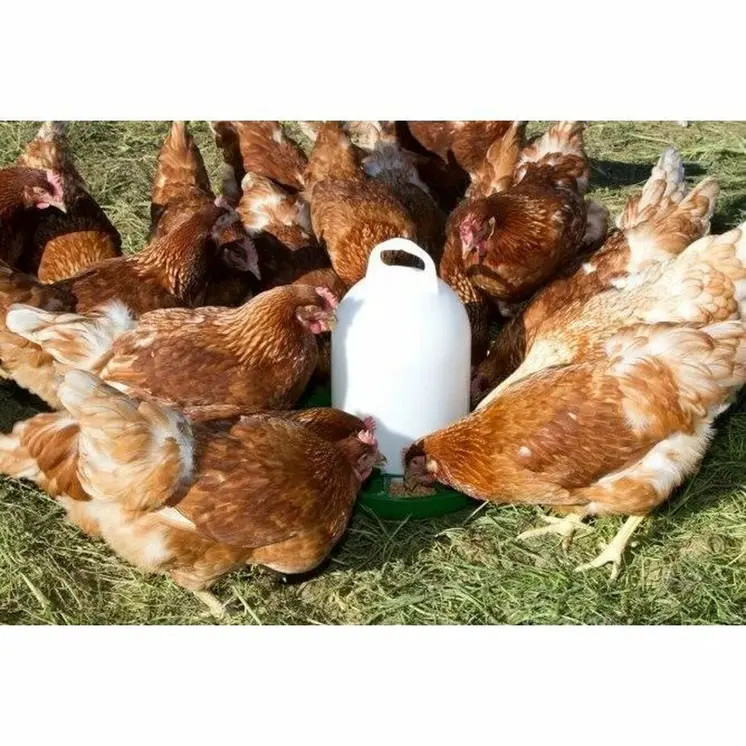 Automatic feeder Kerbl White Plastic