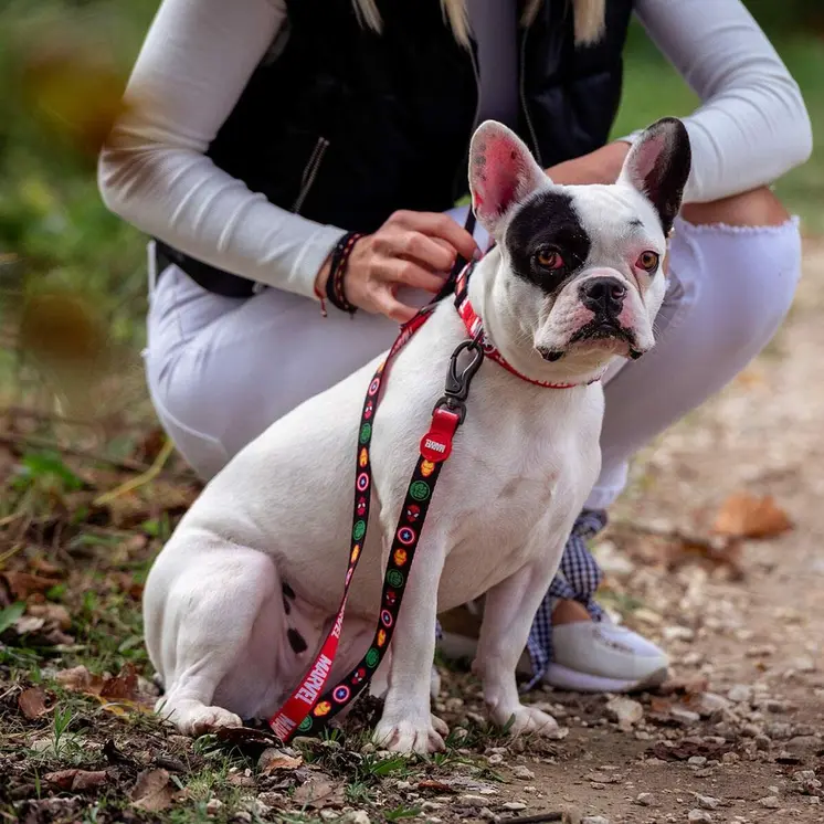 Dog Lead Marvel