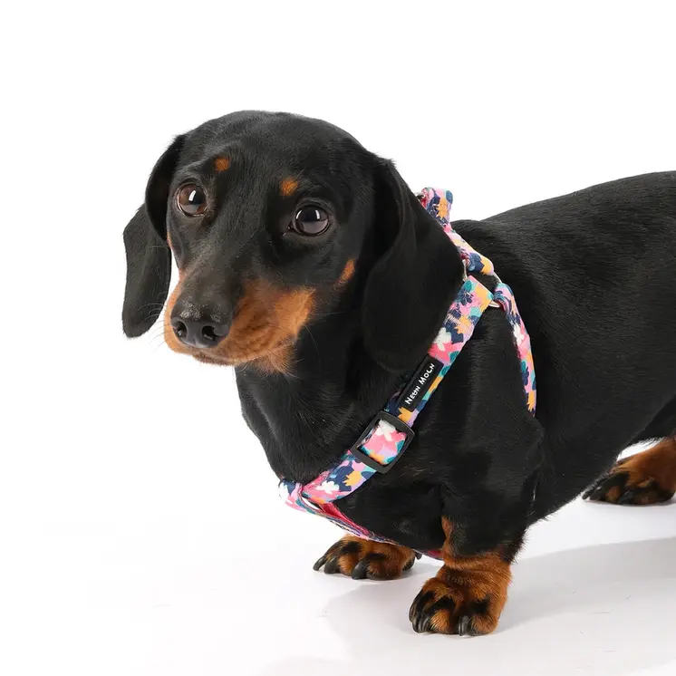 The Luna Step-In Dog Harness - by Neon Moon Pet Boutique