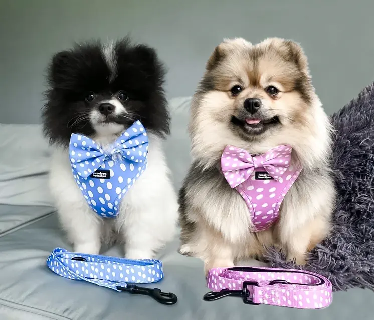 Polka Pups Set (Blue) by iWoofYouBoutique