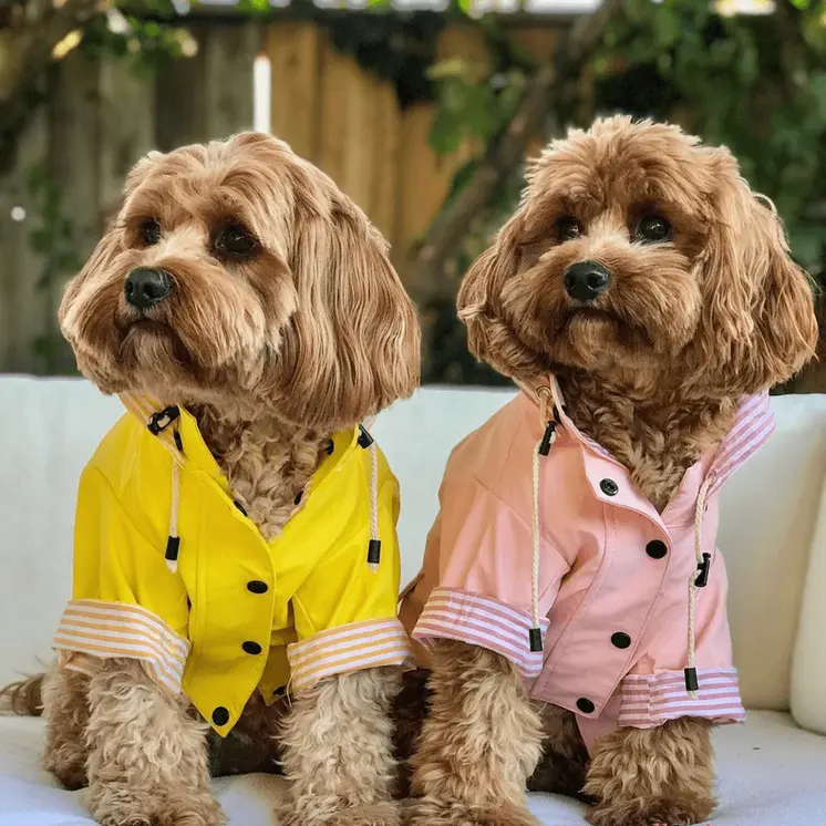 Sloane Waterproof Dog Rain Jacket (Lemon) – by The Paw Co.