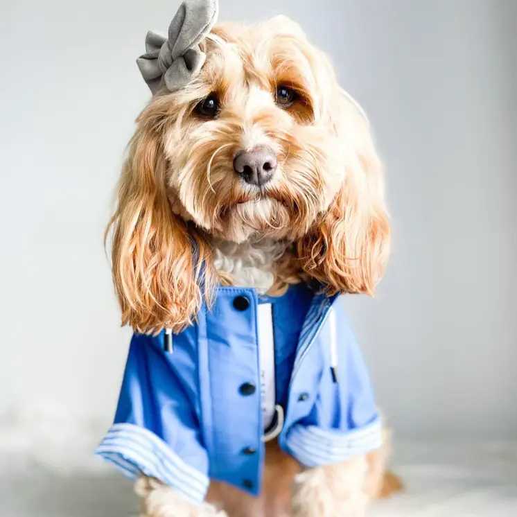 Sloane Waterproof Dog Rain Jacket (Navy) – by The Paw Co.