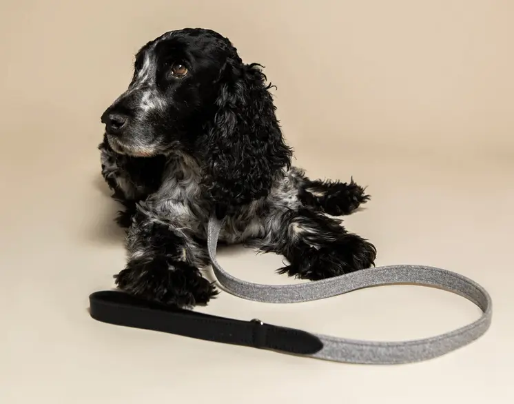 “Eton” Fabric & Leather Dog Lead – by Ralph & Co
