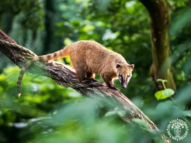 XL hammock “Coati”