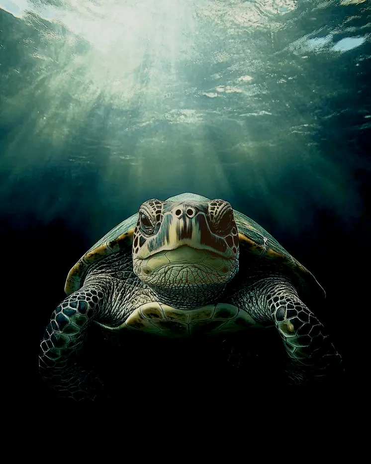 Turtle Lurking - Wildlife Wall Art Prints – 8″x10″ Artwork for 11″x14″ Frame