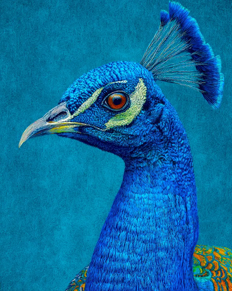 Impressionist Close-Up Peacock Peahen Peafowl Art Print - 8"x10" Artwork