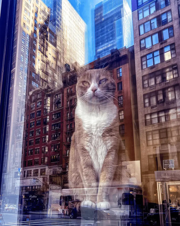 The Big Apple - NYC Cat with Building Reflections art print – 8″x10″ Artwork for 11″x14″ Frame