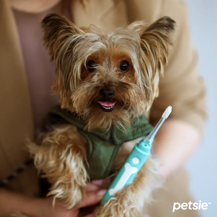 Petsie dog toothbrush (size S -10kg)
