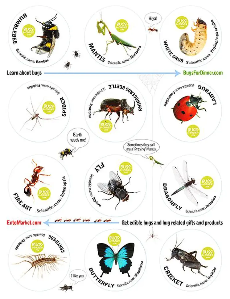 Bug Stickers