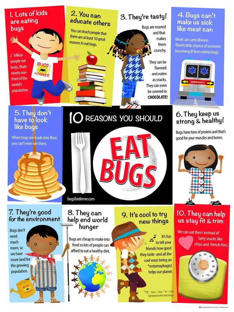 Edible Insects Educational Poster
