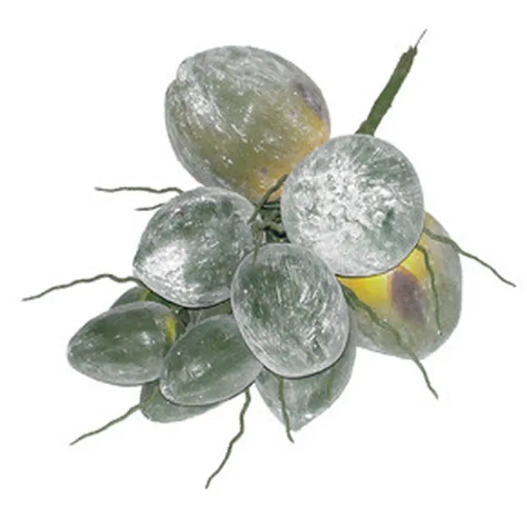COCONUT