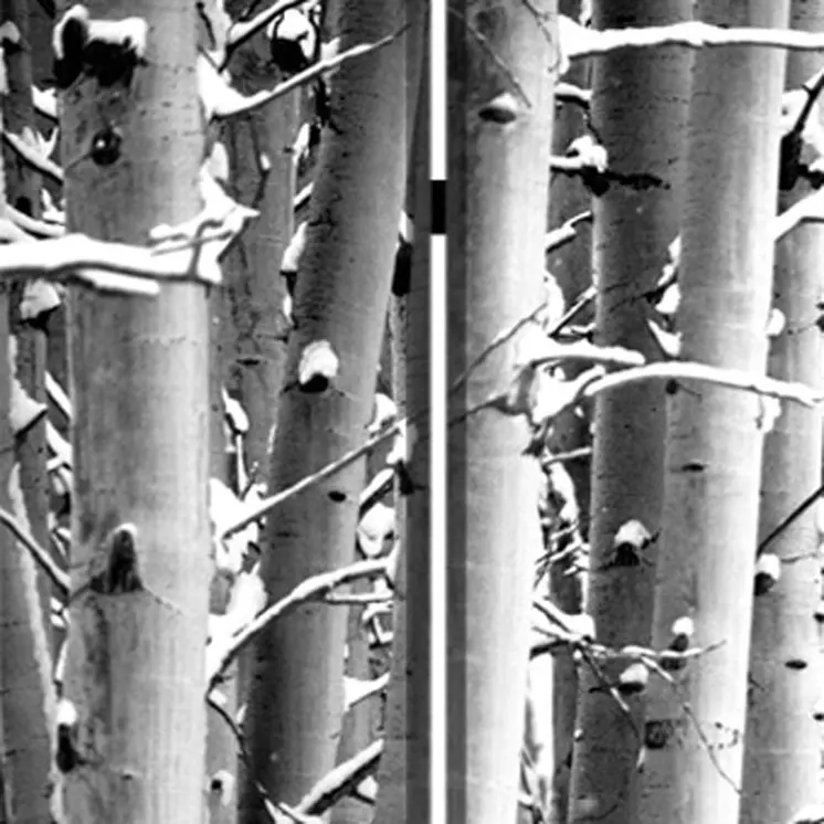 48" X 72" Gray And White Wood Canvas Birch  Screen