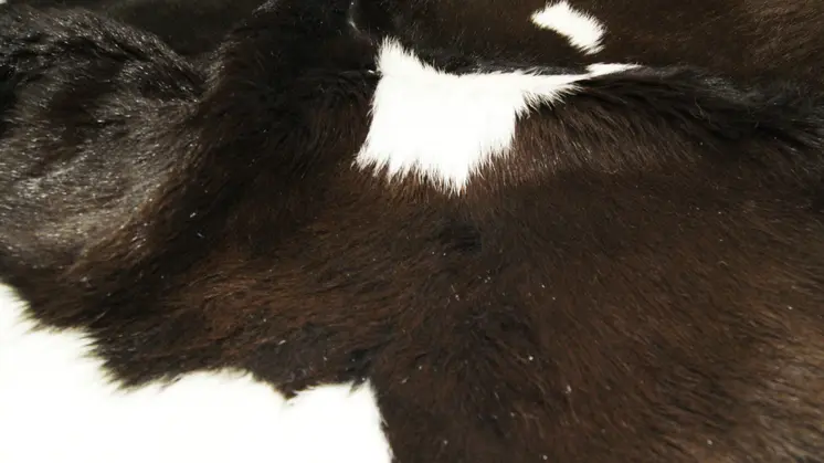 2' X 3' Brown And White Cowhide Abstract Hand Woven Area Rug