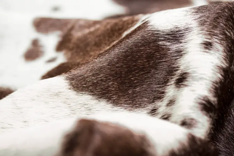 5' X 7' Brown And White Cowhide Cowhide Print Area Rug