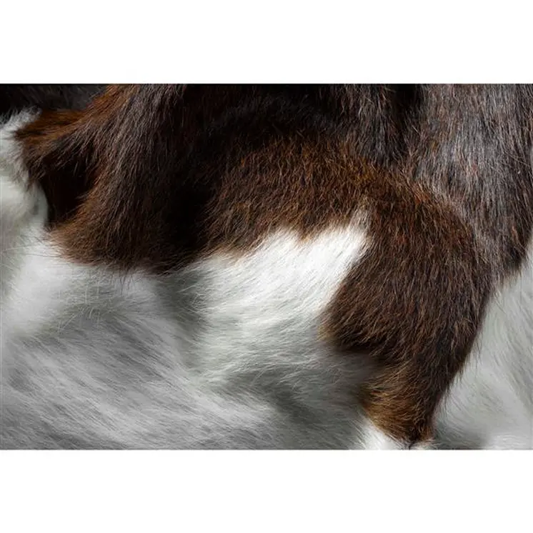 5' X 7' Brown And White Cowhide Cowhide Print Area Rug