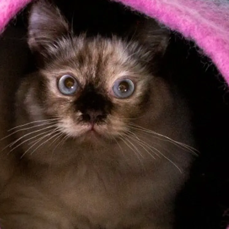 Grey and Pink Cat Cave Bed