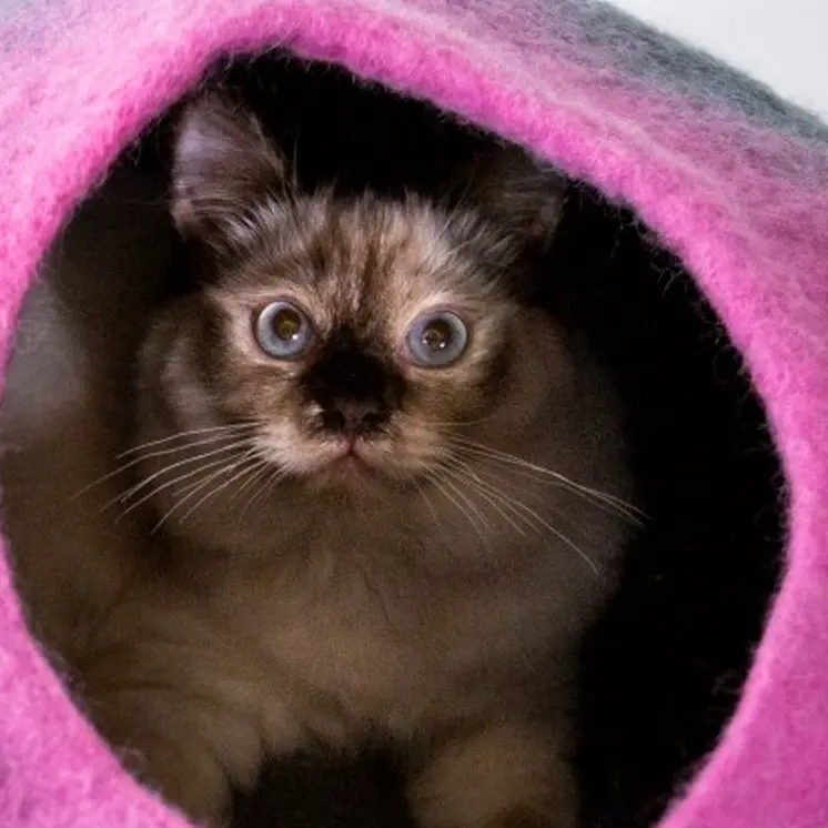 Grey and Pink Cat Cave Bed