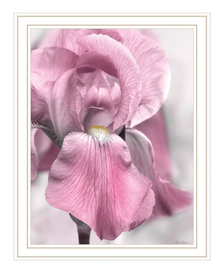 Pink Iris White Framed Print Wall Art
