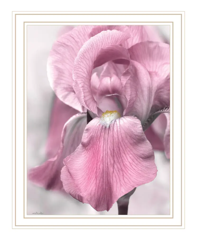 Pink Iris White Framed Print Wall Art