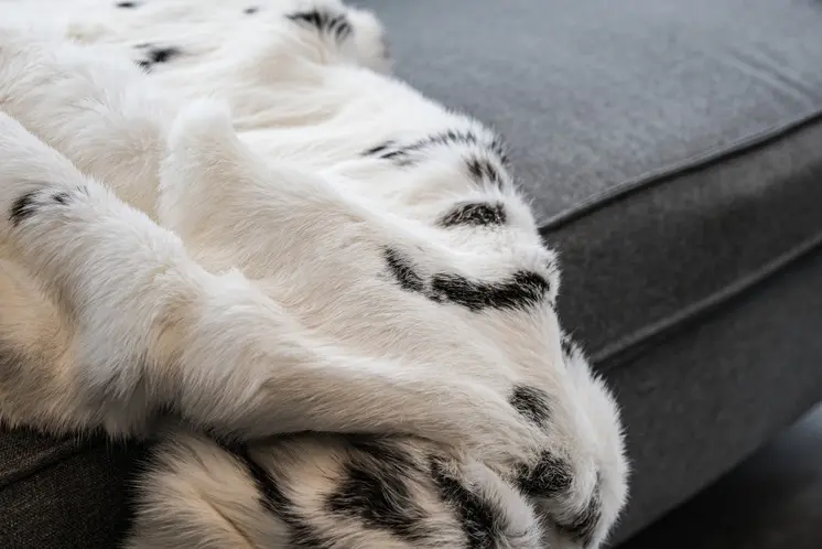 50" X 60" Black And White Rabbit Fur Plush Throw Blanket