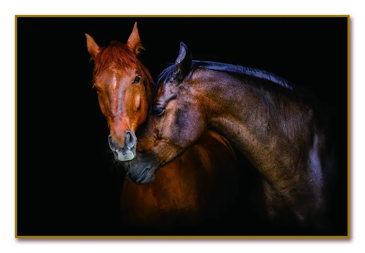 Black And Brown Two Horses Caressing Gold Framed Wall Art