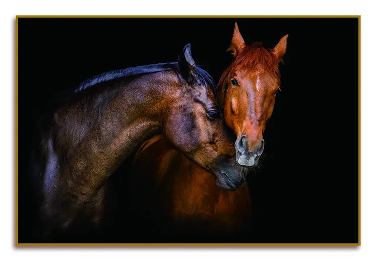 Black And Brown Two Horses Caressing Gold Framed Wall Art