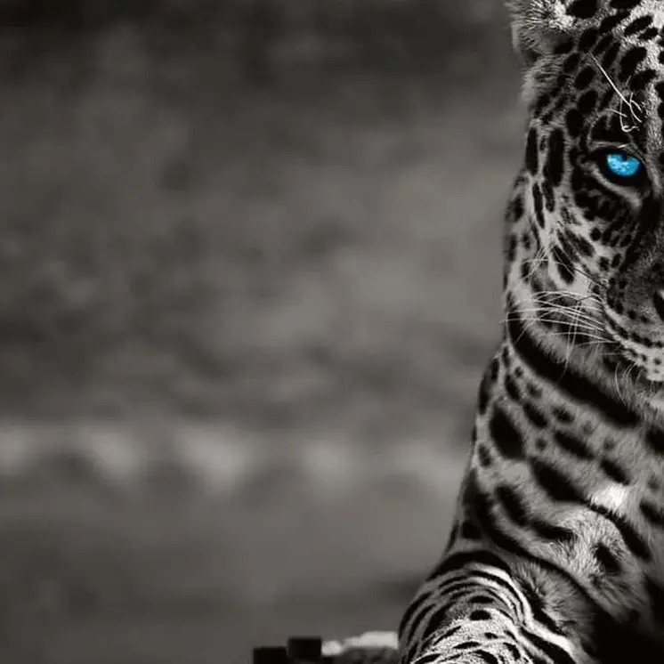 Black And White Blue Eyed Spotted Leopard Unframed Wall Art