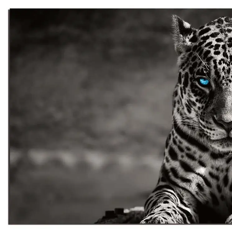 Black And White Blue Eyed Spotted Leopard Unframed Wall Art