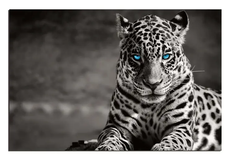 Black And White Blue Eyed Spotted Leopard Unframed Wall Art