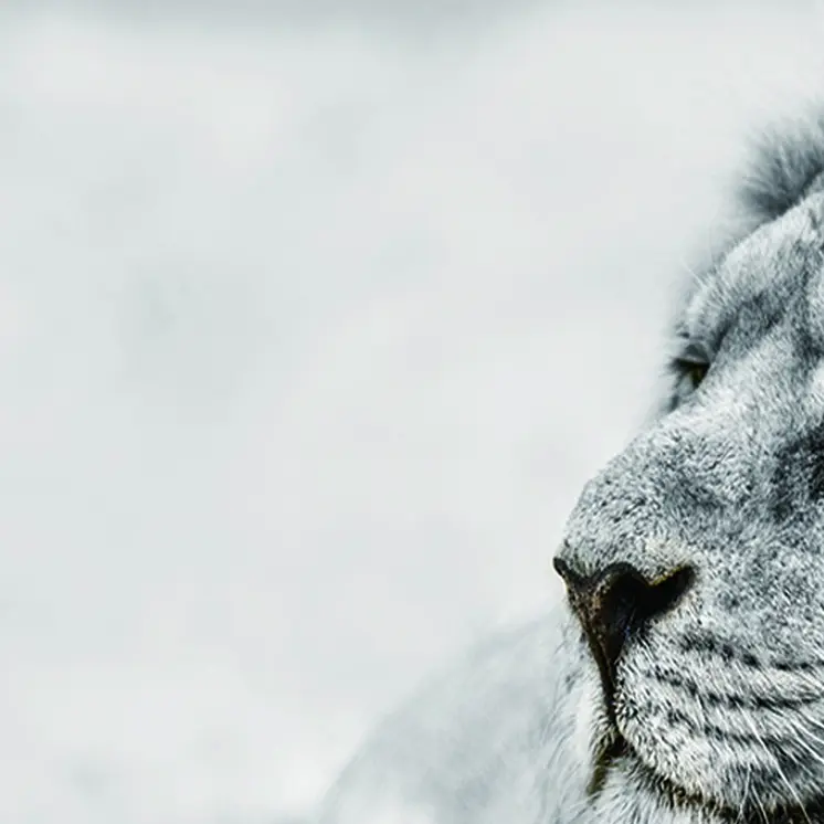 Black And White Lion Unframed Acrylic Wall Art
