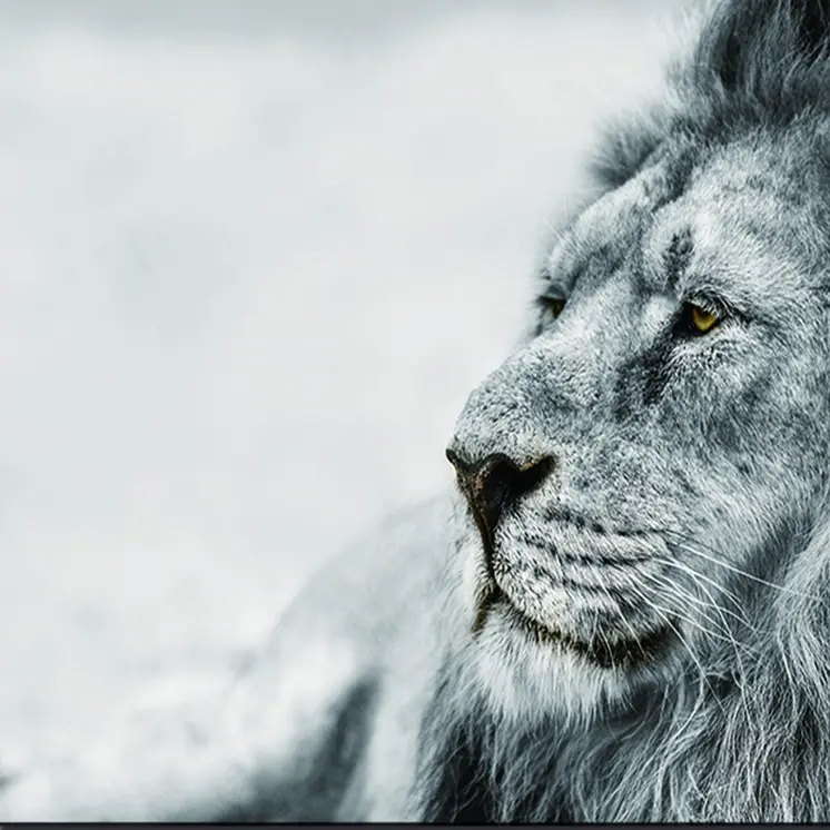 Black And White Lion Unframed Acrylic Wall Art