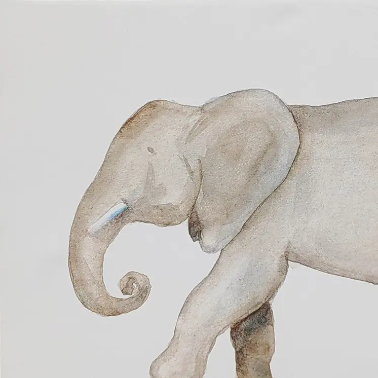 Elephant White Floater Frame Print Wall Art