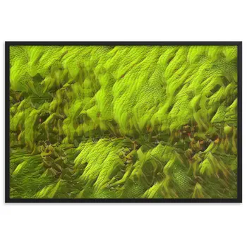 DANCE ME LIKE THE RAIN THAT BURNING OUT THE FIRE AROUND ME Velvet Framed Poster