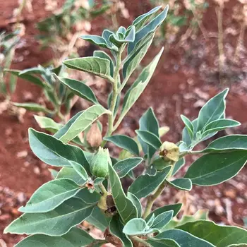 Ashwagandha Dual Extracted Powder