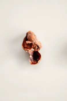 Wholesale Hawaiian Cinnamon Cacao Tea w/ Reishi (bulk)
