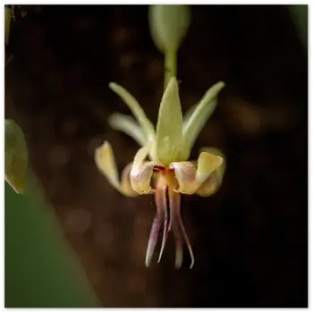 Hawaii Cacao Flower Aluminum Print